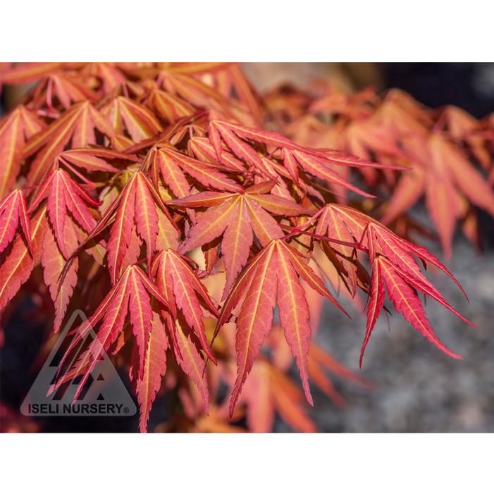 FIRST FLAME® MAPLE