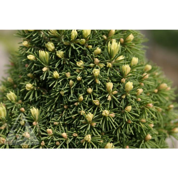 PIXIE DUST DWARF ALBERTA SPRUCE