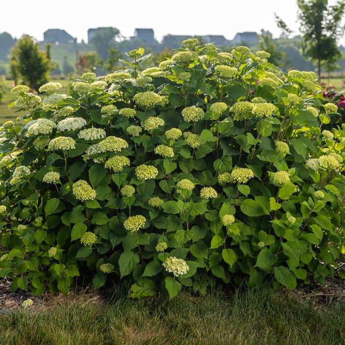 FLOWERFULL™ HYDRANGEA