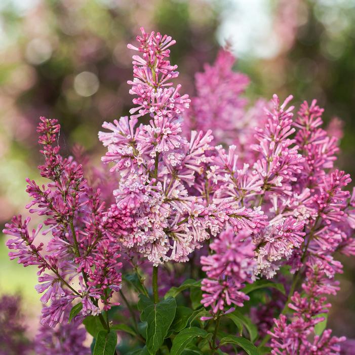 PINKTINI™ LILAC