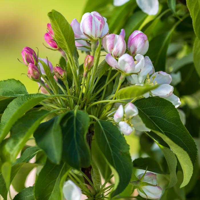 GREEN WALL SPIRE™ COLUMNAR CRABAPPLE