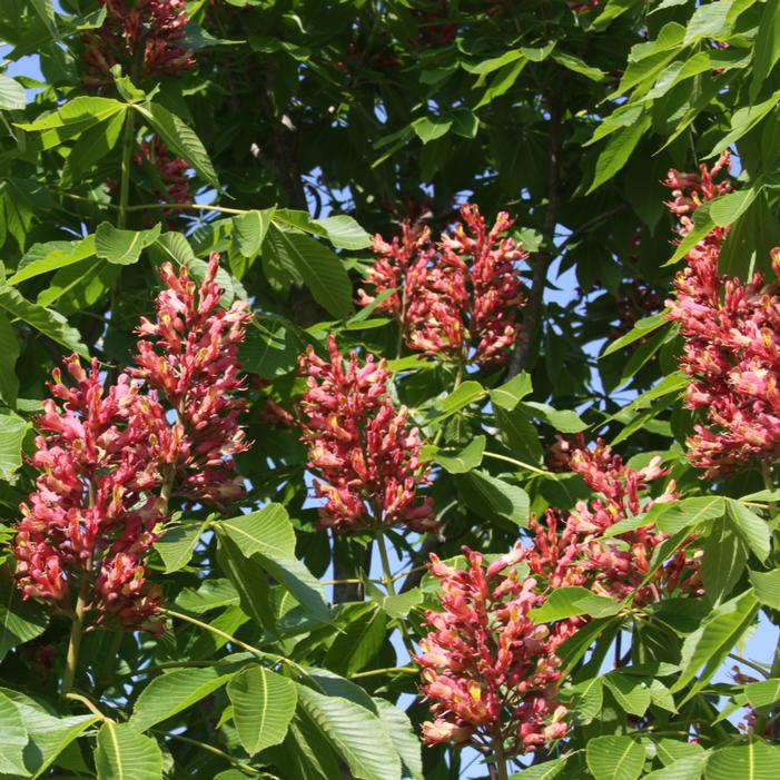 MYSTIC RUBY™ BUCKEYE