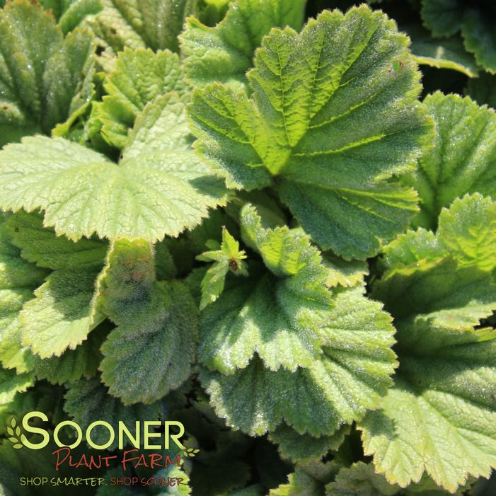 Image property of Sooner Plant Farm, Inc.