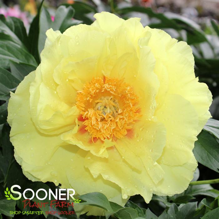 SEQUESTERED SUNSHINE ITOH INTERSECTIONAL PEONY