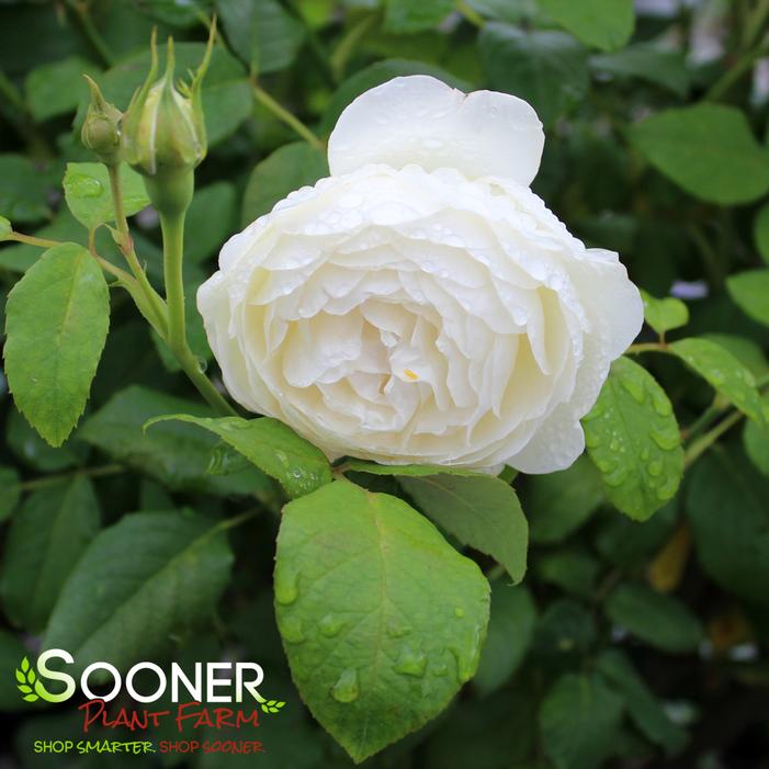 CLAIRE AUSTIN CLIMBING ENGLISH ROSE