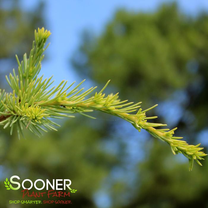 GOLDEN ATLAS CEDAR