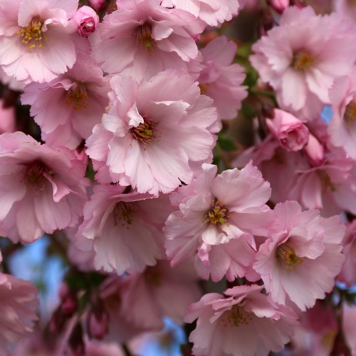 FIRST BLUSH® FLOWERING CHERRY