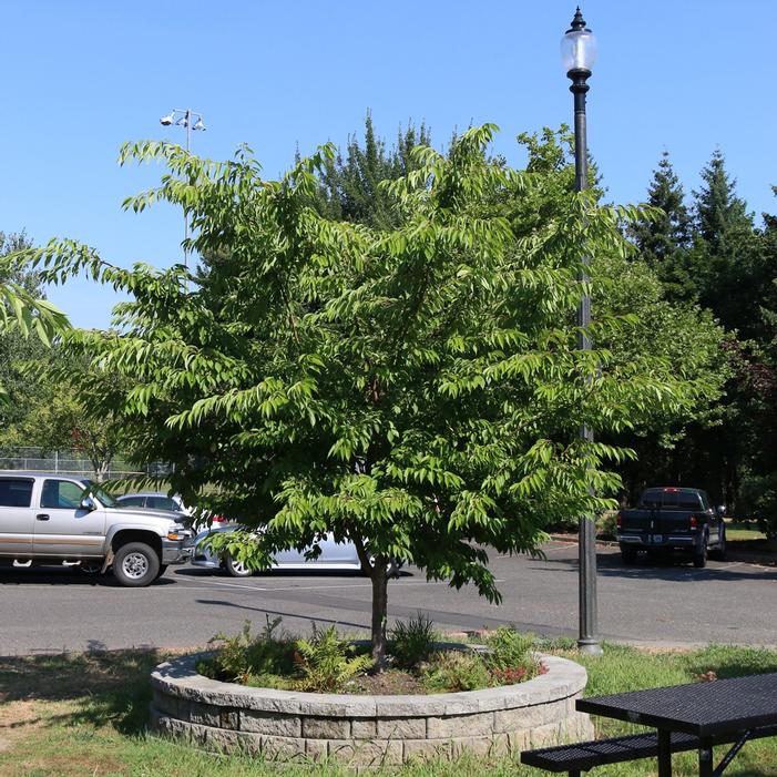 AKEBONO FLOWERING CHERRY