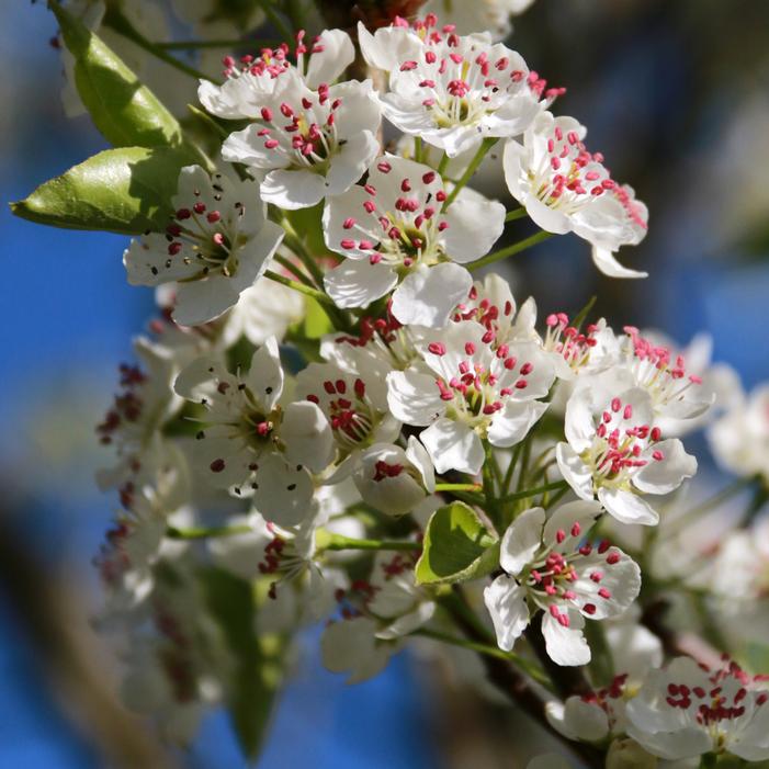CHASTITY® ORNAMENTAL PEAR