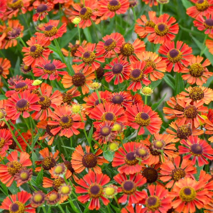 MARIACHI™ SIESTA HELEN'S FLOWER