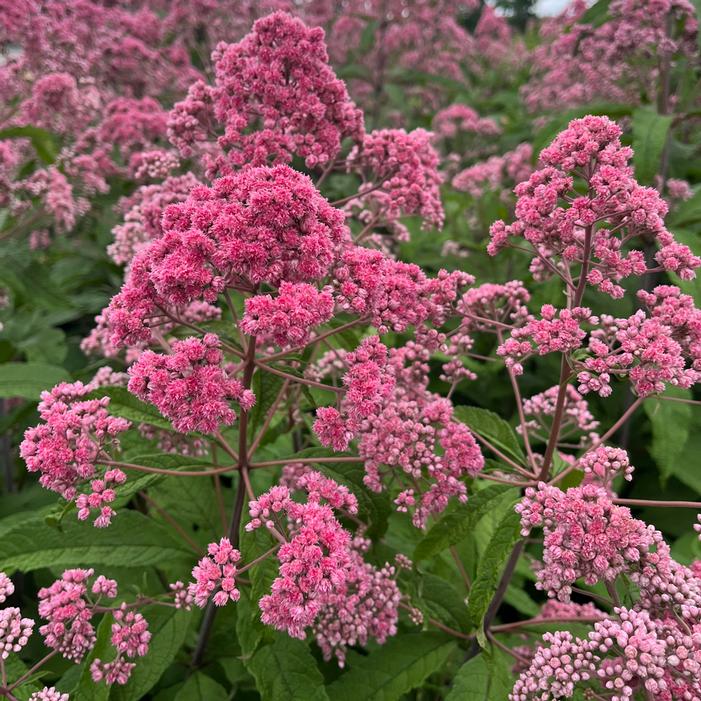 JOJO JOE PYE WEED