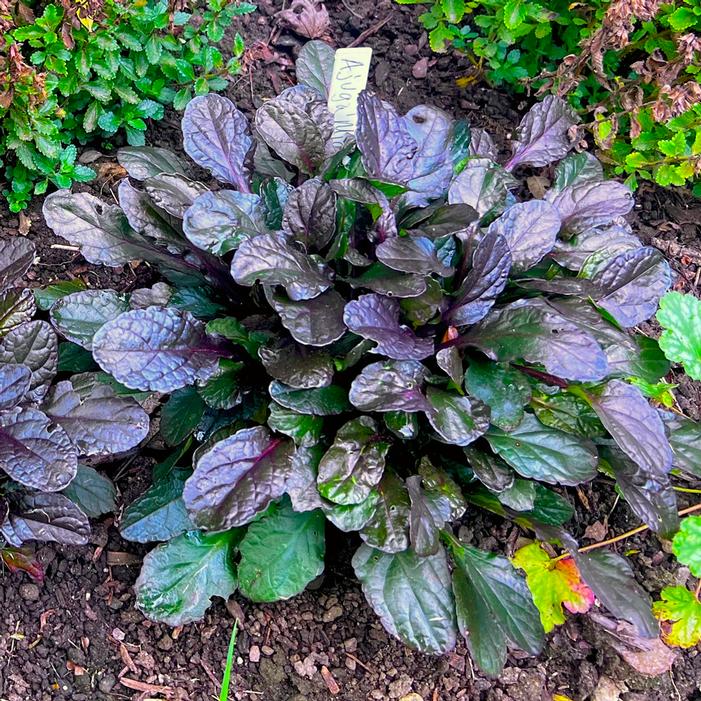MIDNIGHT MYSTERY™ AJUGA