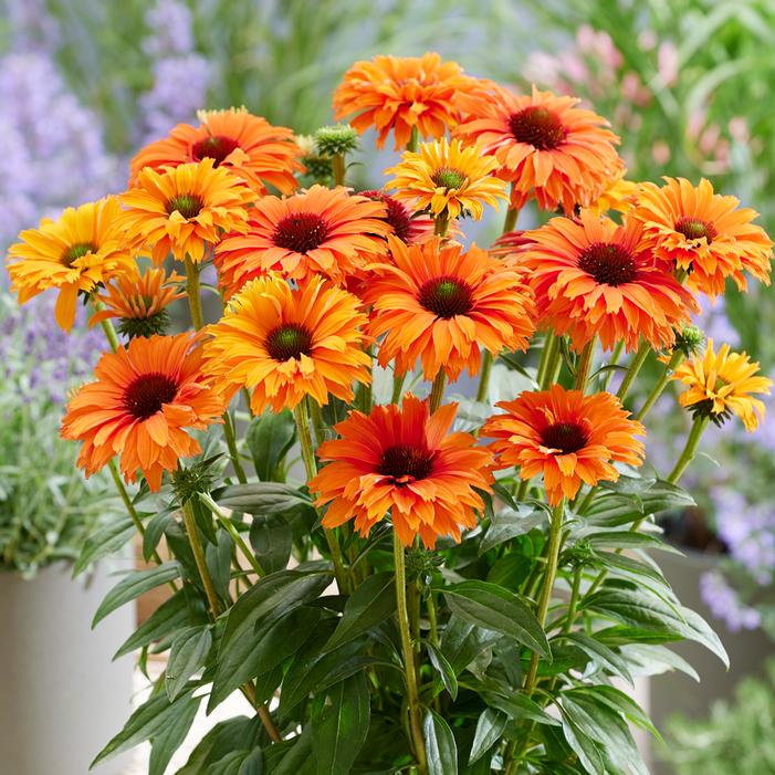 SUNSEEKERS® MINEOLA CONEFLOWER