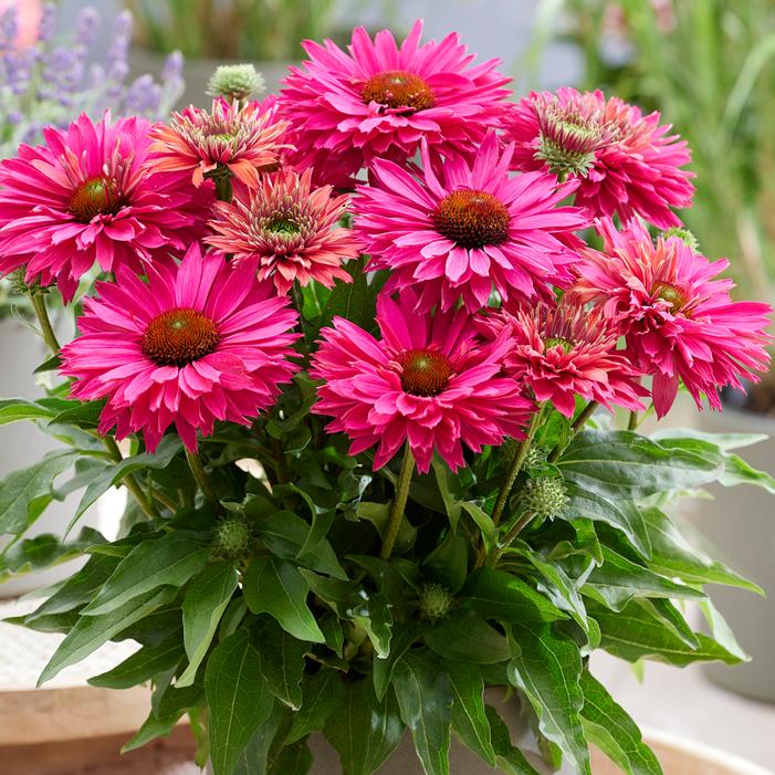 SUNSEEKERS® SWEET FUCHSIA CONEFLOWER