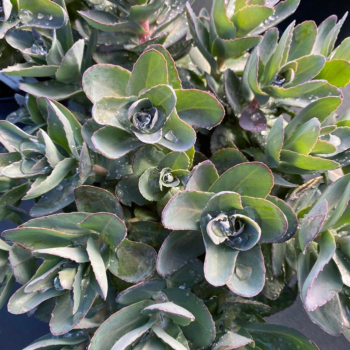 CONGA LINE SEDUM