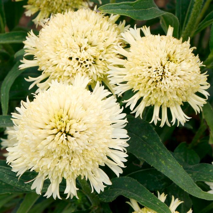 DELIGHTFUL™ LACE CONEFLOWER