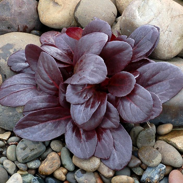 EARLY BRILLIANCE™ MAGENTA BERGENIA