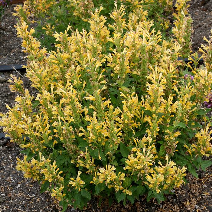 POQUITO® BUTTER YELLOW HYSSOP