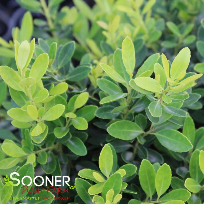 GOLDEN HOOGENDOORN™ JAPANESE HOLLY