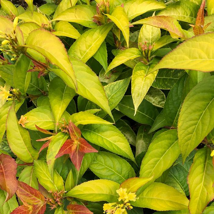 FIREFLY® BUSH HONEYSUCKLE