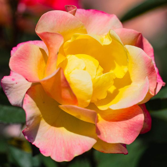 GUMBALL GOODY™ ROSE
