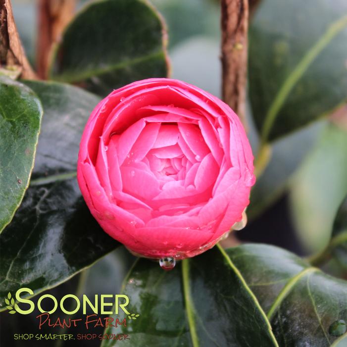 CHARLEAN VARIEGATED CAMELLIA