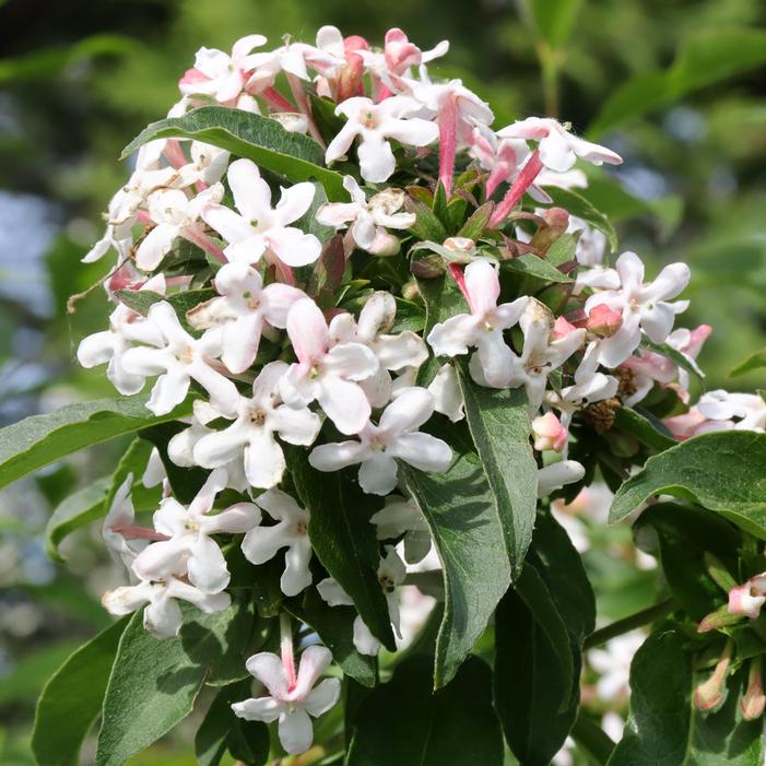 SWEET EMOTION BLAZE™ FRAGRANT ABELIA