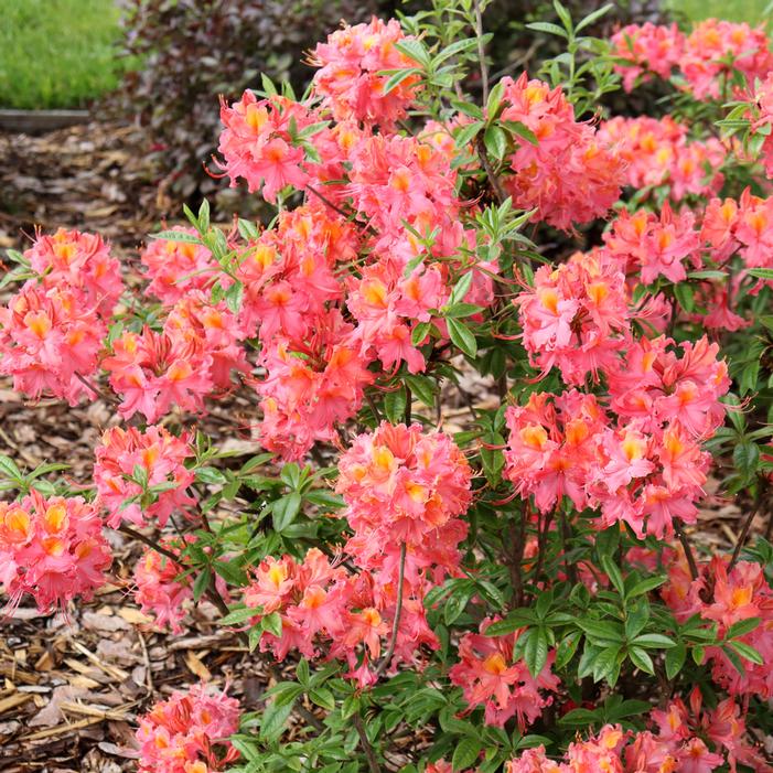 SWEET REWARD™ CORAL DECIDUOUS AZALEA