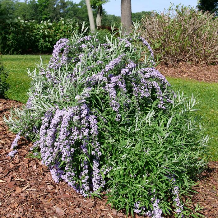 MOP TOP™ FOUNTAIN BUTTERFLY BUSH