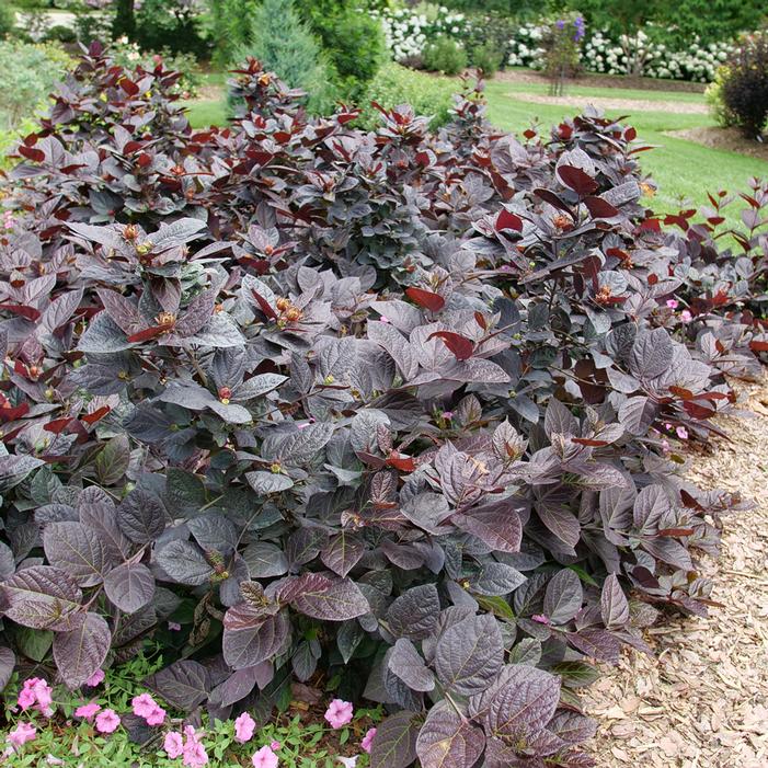 RED ZEPPELIN™ SWEETSHRUB