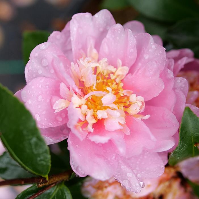 JUST CHILL® DOUBLE PINK CAMELLIA