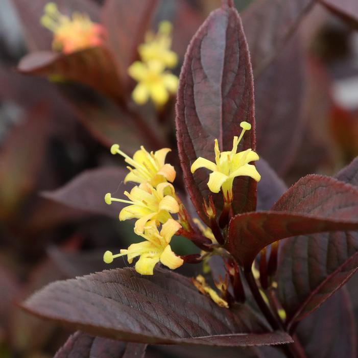 KODIAK JET BLACK™ BUSH HONEYSUCKLE