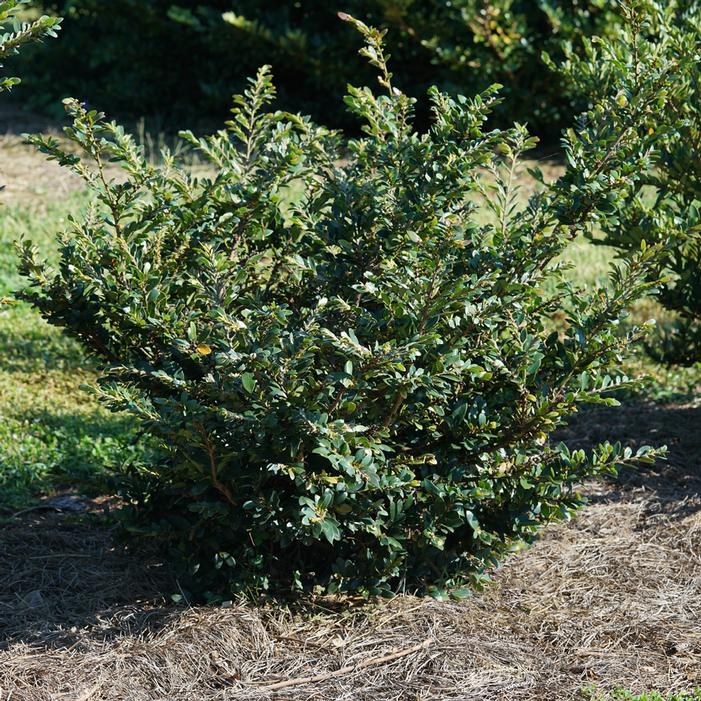 BUCKHEAD™ BOLD DISTYLIUM