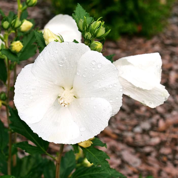 PARAPLU® PURE WHITE ALTHEA