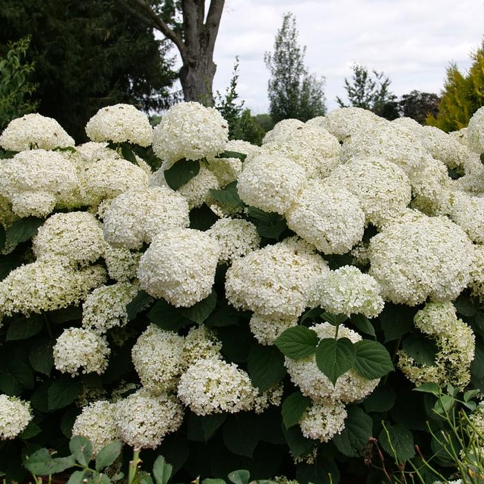 INCREDIBALL STORM PROOF™ HYDRANGEA