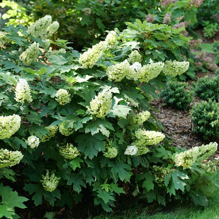 GATSBY GLOW BALL™ OAKLEAF HYDRANGEA