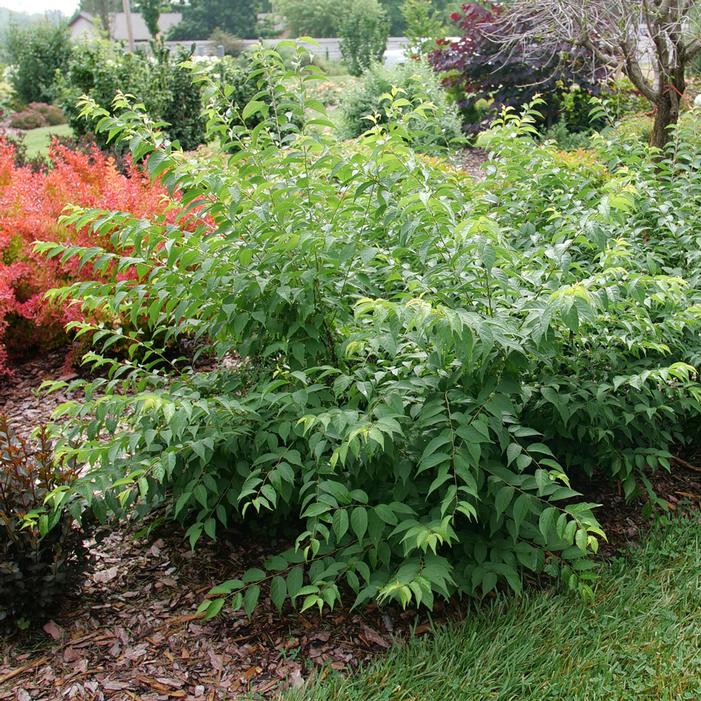 EASY AS PIE™ SOUR BUSH CHERRY