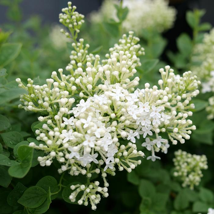 BLOOMERANG SHOWMOUND™ LILAC