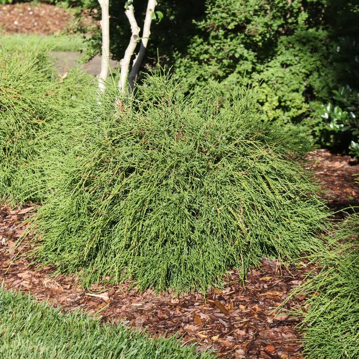 WHIP IT GOOD™ THREADLEAF ARBORVITAE
