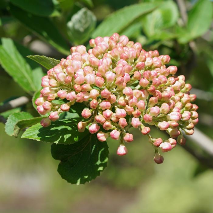 SPICE COWBOY™ KOREAN VIBURNUM