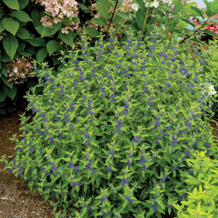 BEEKEEPER™ BLUEBEARD