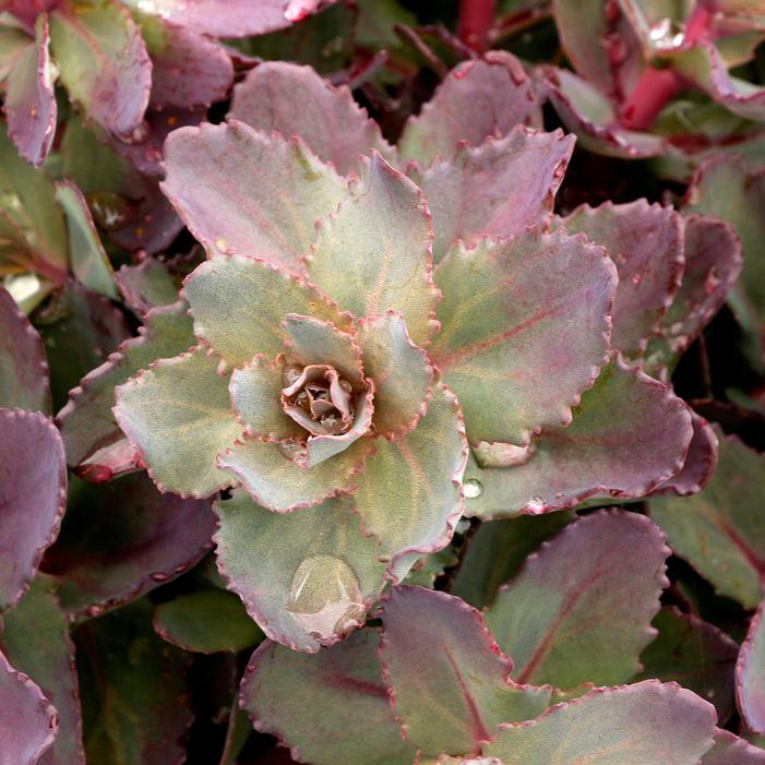 MOCHA MAGIC SEDUM