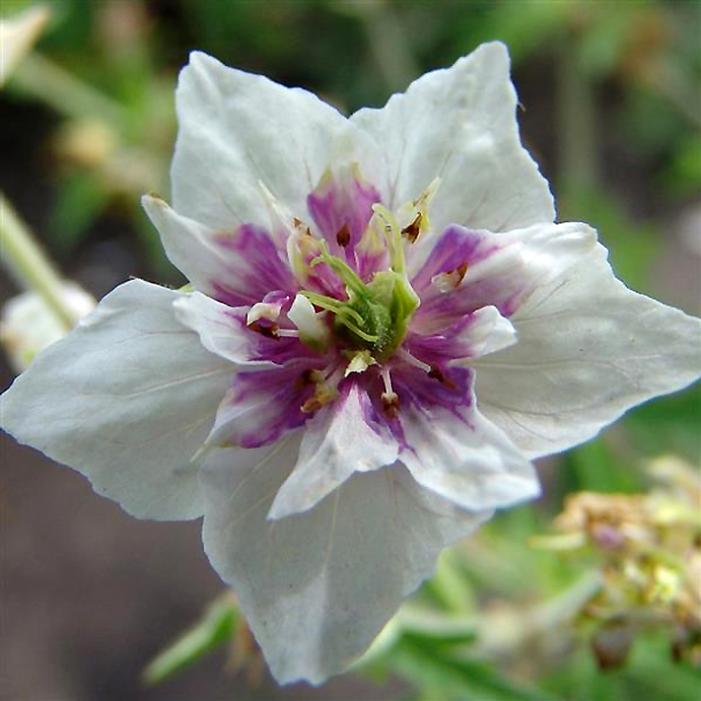 DOUBLE JEWEL CRANESBILL GERANIUM