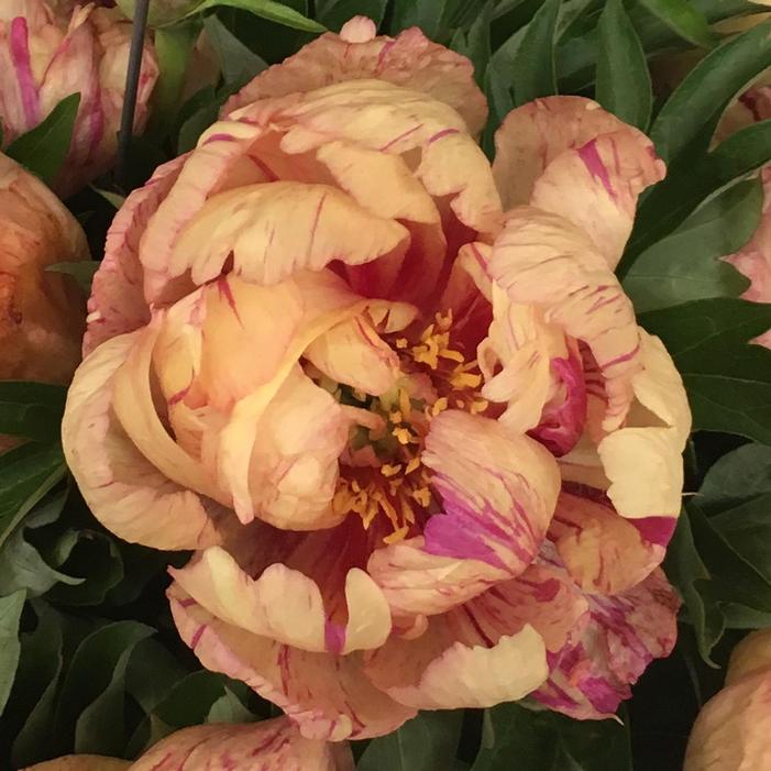 LOLLIPOP ITOH INTERSECTIONAL PEONY