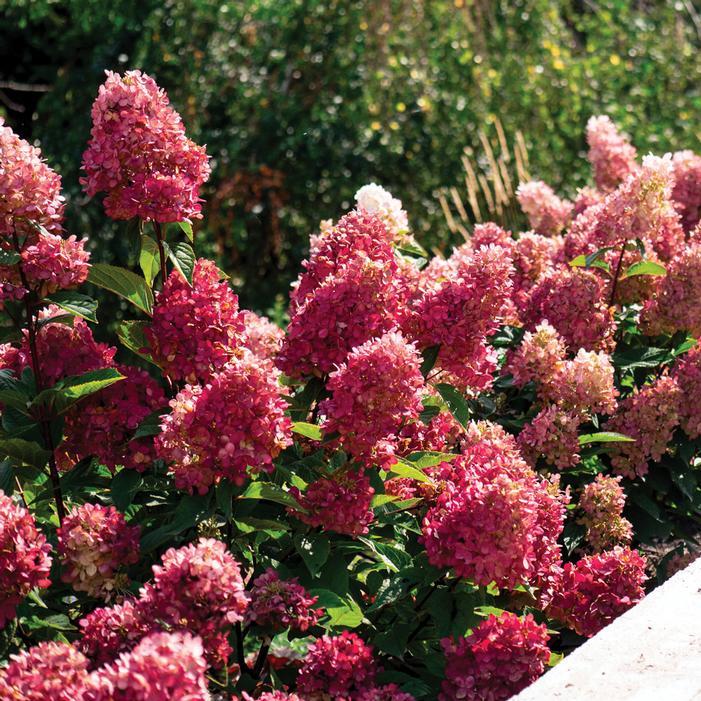 BOUNCY™ HYDRANGEA