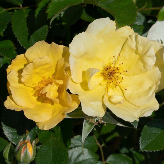 EASY BEE-ZY™ KNOCK OUT® ROSE