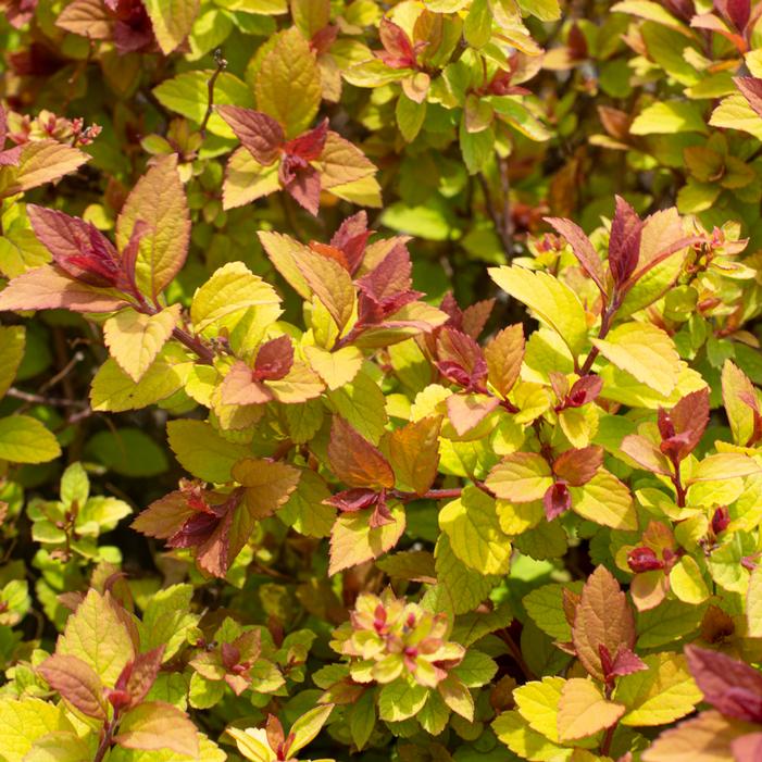 EMPIRE® NORTHERN LIGHTS™ SPIRAEA