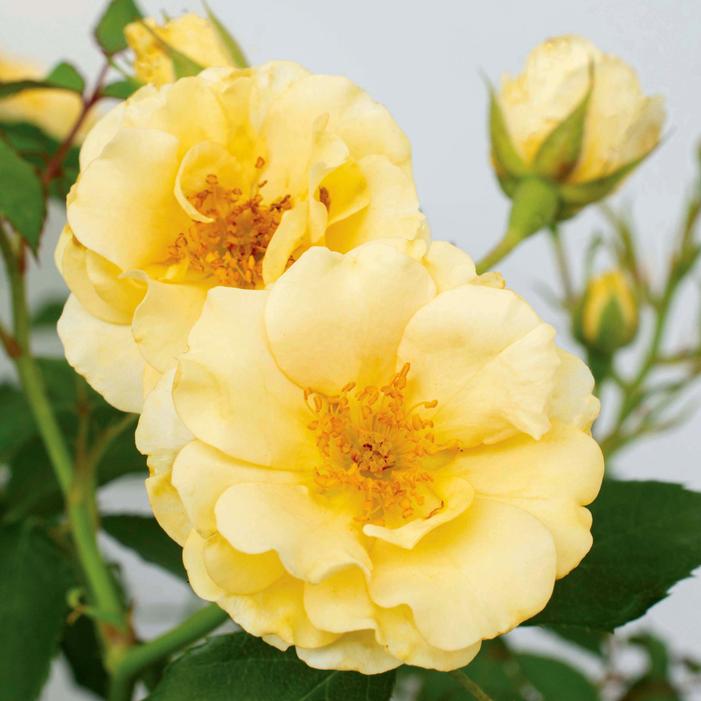 BUTTERCREAM DRIFT® ROSE