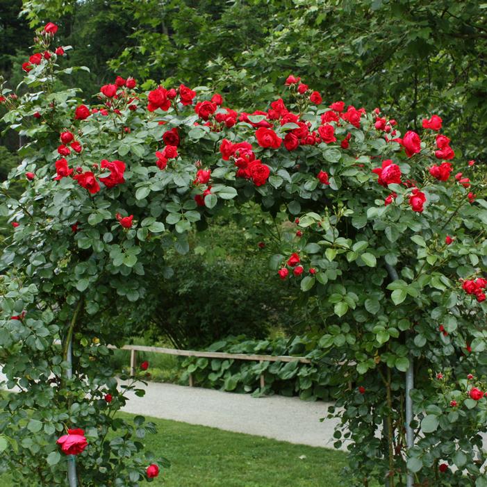 ARBOROSE® FLORENTINA™ CLIMBING ROSE
