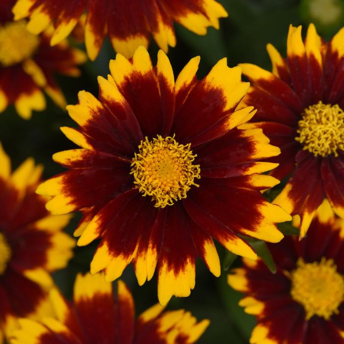 UPTICK™ RED TICKSEED